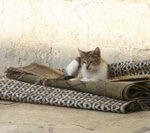 Cat in the Old City of Jerusalem